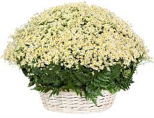 Цветочная композиция из Ромашки в корзине #REPLACE_PRED# Цибино