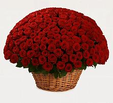 Премиум букет из: Розы #REPLACE_PRED# Цибино